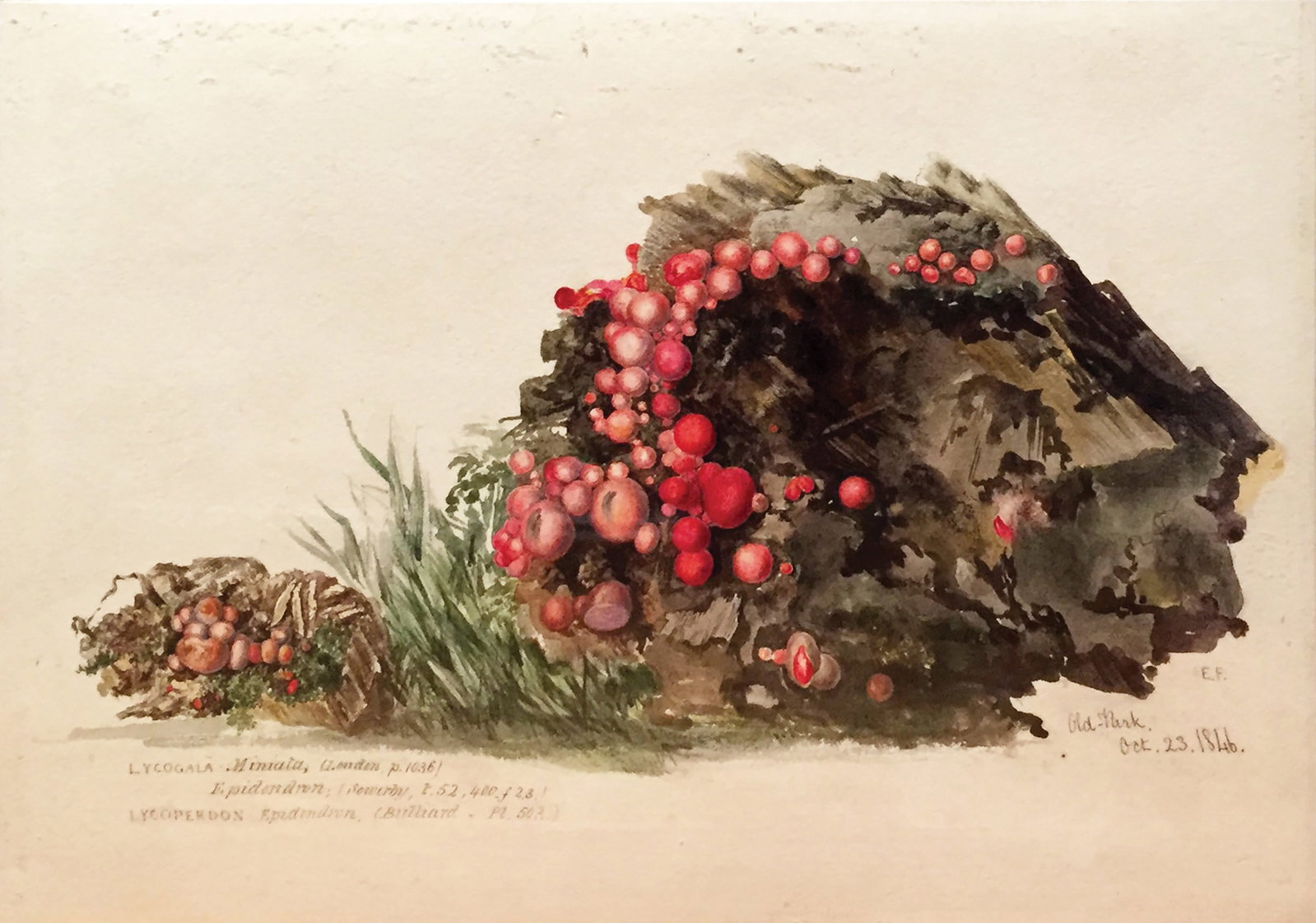 Edward Forster Mycological / Mushroom Watercolor, Lycogala Miniata...Old Park (1 of 1)