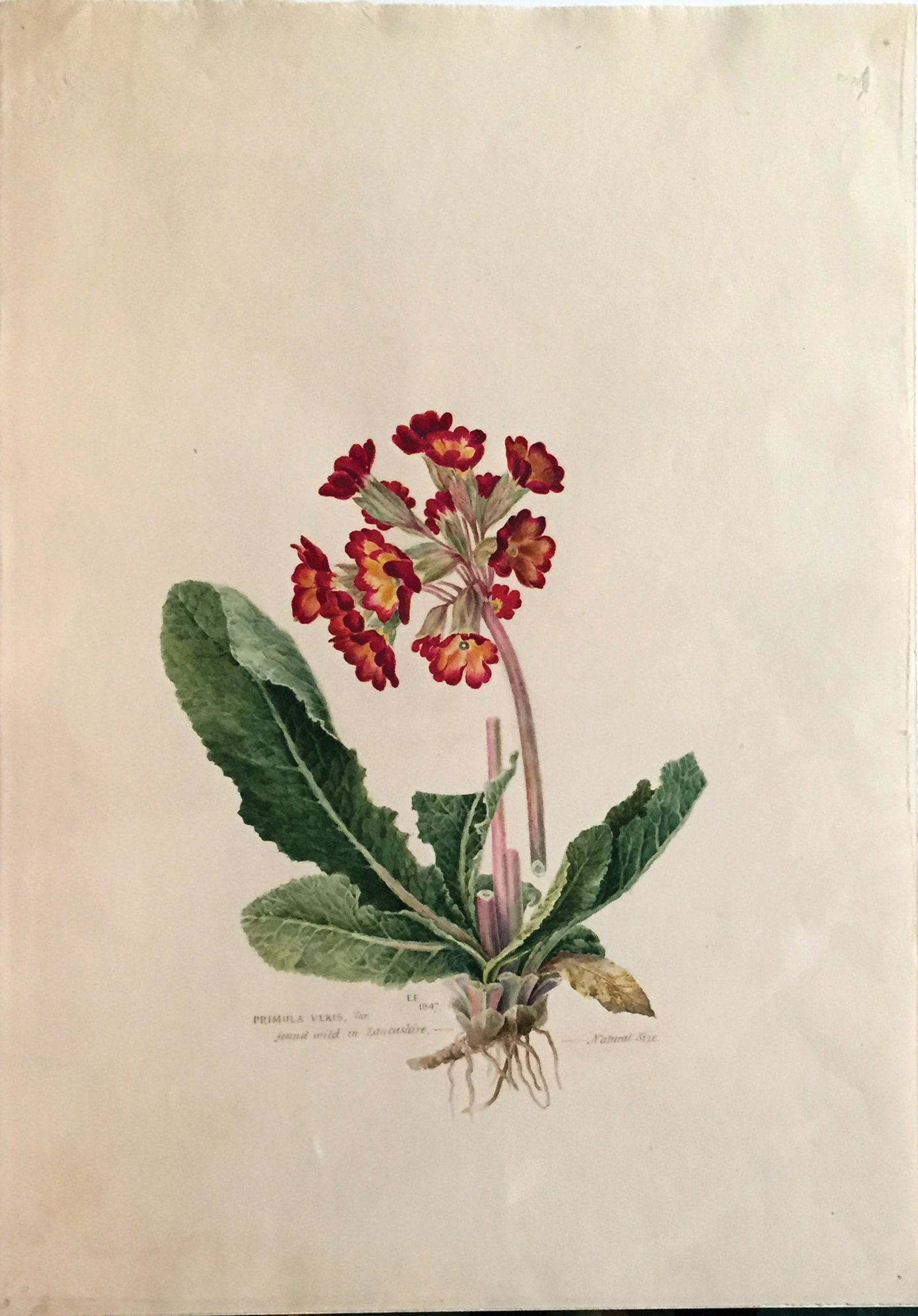Edward Forster Watercolor, Primula veris found wild in Lancashire (1 of 1)