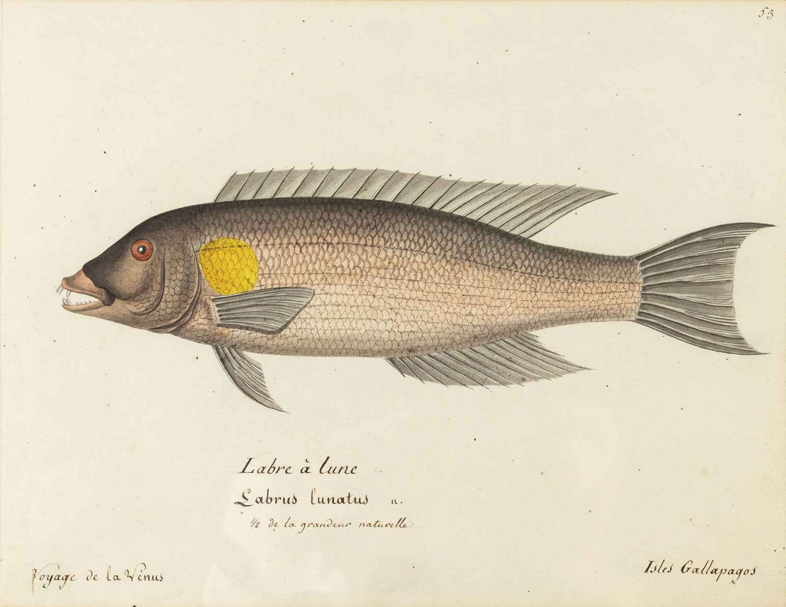 Freminville Original Watercolor of a fish, the Galápagos hogfish (1 of 1)
