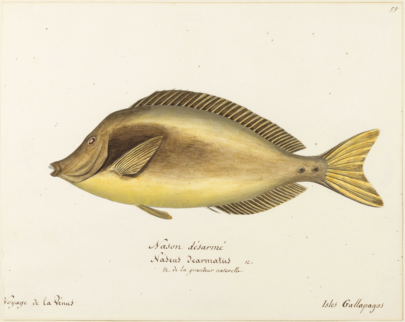 Freminville Original Watercolor of a fish, the razor surgeonfish (1 of 1)