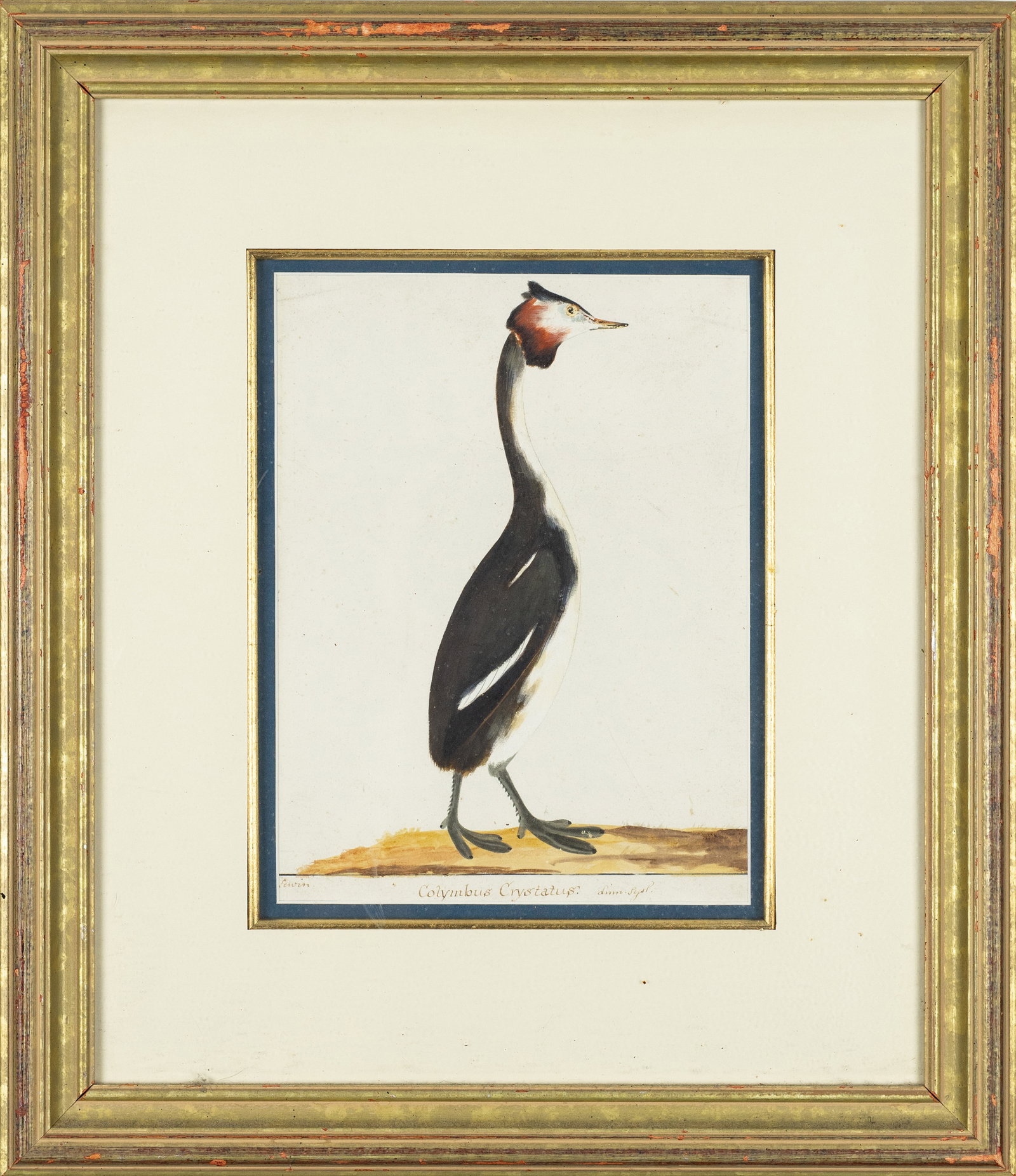 William Lewin Original Watercolor, Dusky Grebe - Property of Ornithological Collector (1 of 2)