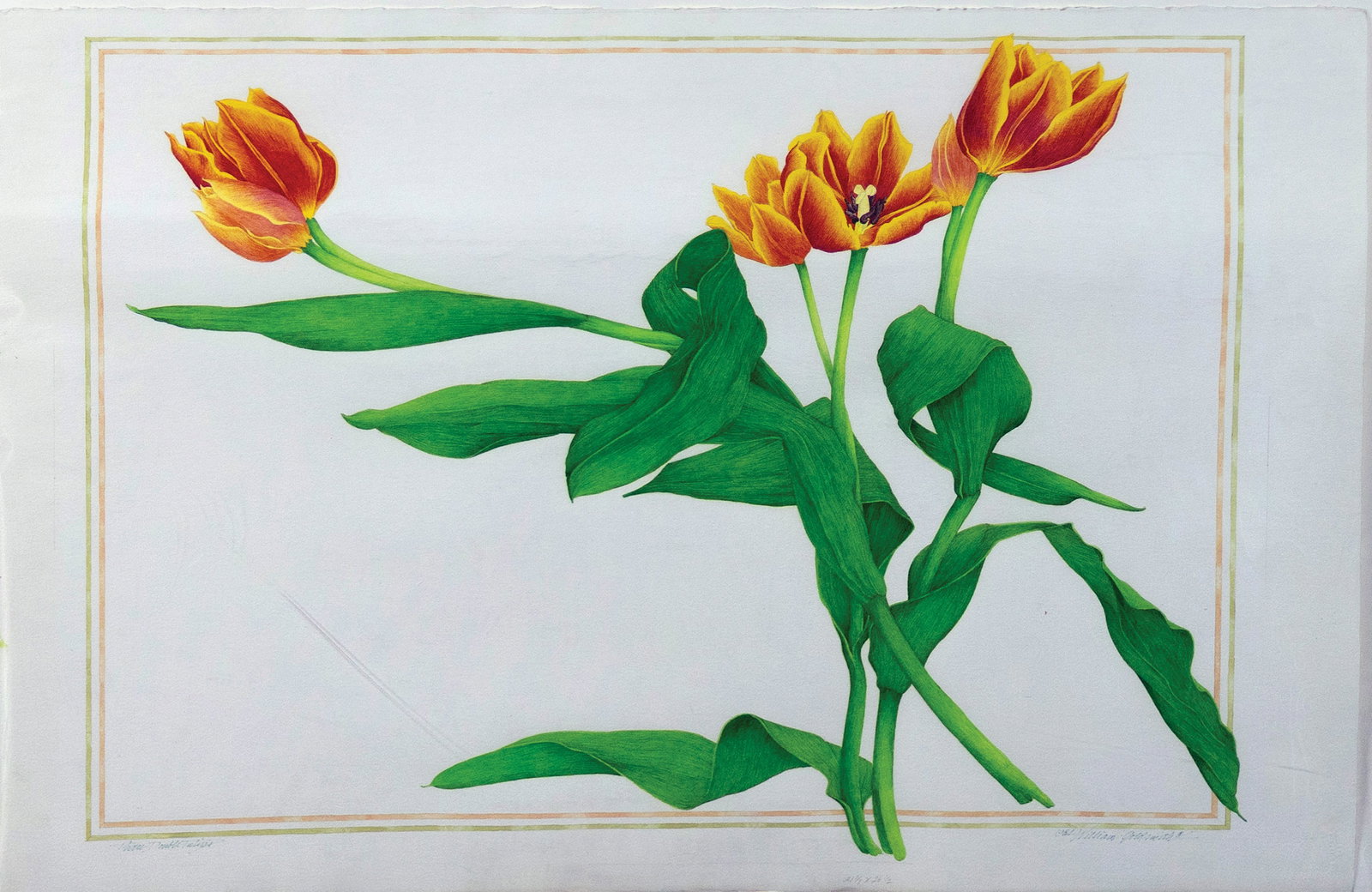 William Goldsmith Watercolor of Three Double-Tulips (1 of 1)