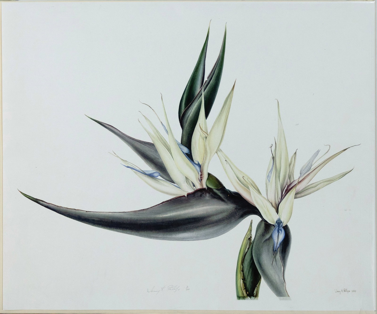 Jenny Phillips Pair of Signed Botanical Prints - Strelitzia Nicolaii 1 & 2 (1 of 2)