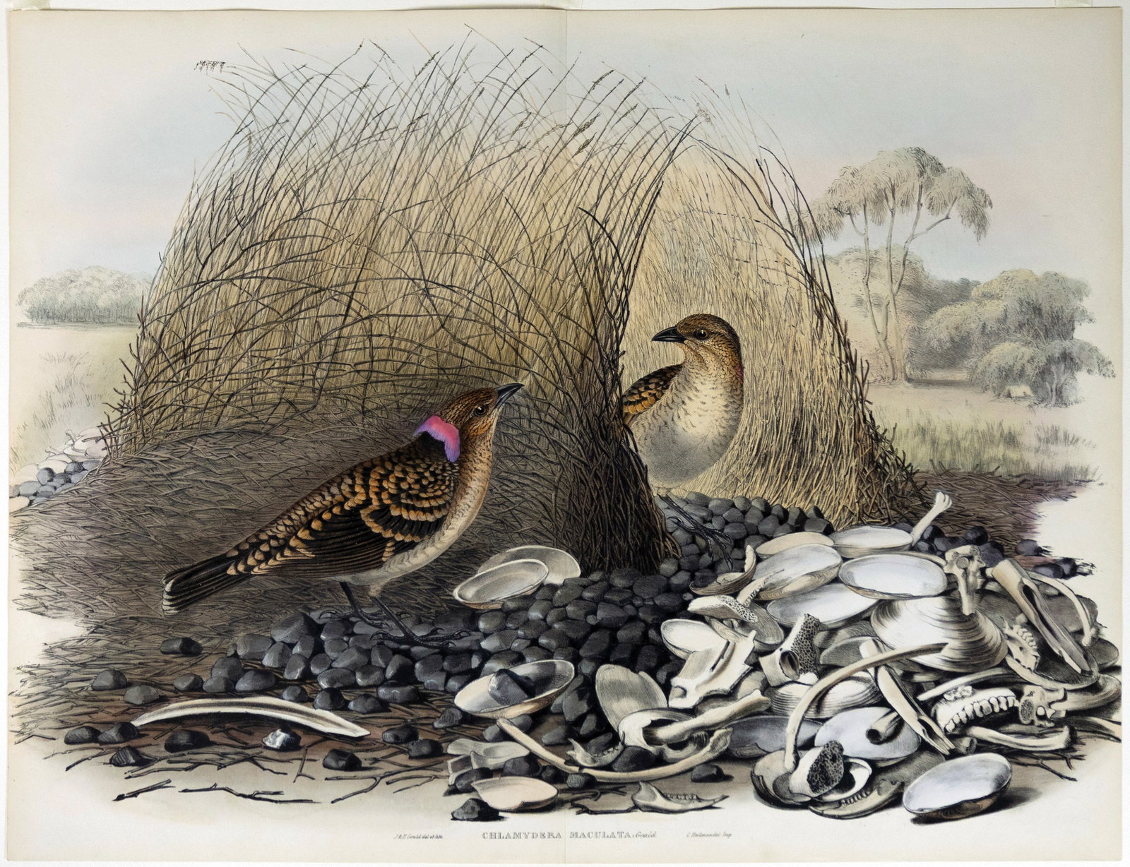 John Gould Lithograph for Birds of Australia - Chlamydera Maculata [Spotted Bowerbird]. (1 of 1)