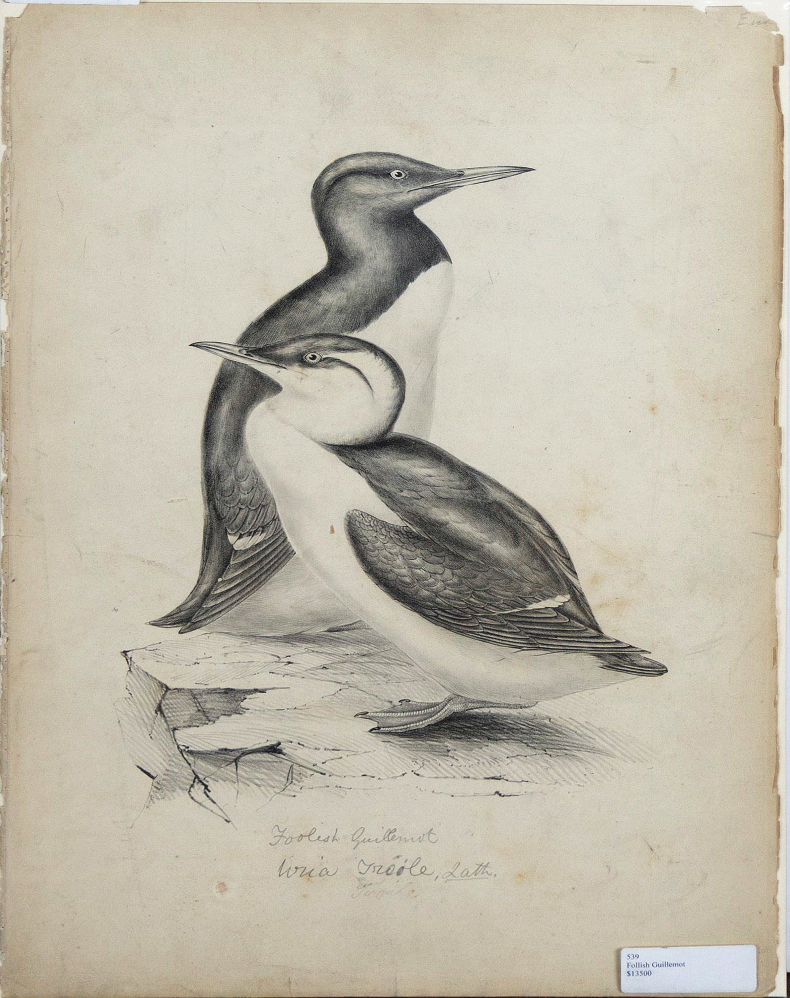 John Gould Unique Original Proof for Birds of Europe, Foolish Guilletmot (1 of 1)