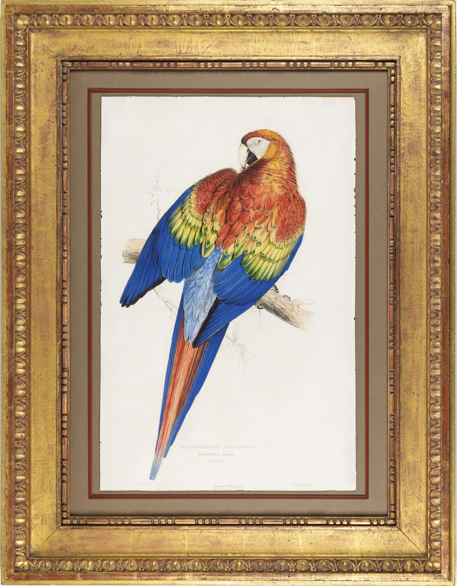 Edward Lear Lithograph, Marcocercus Aracana (Red & Yellow Macaw) (1 of 1)