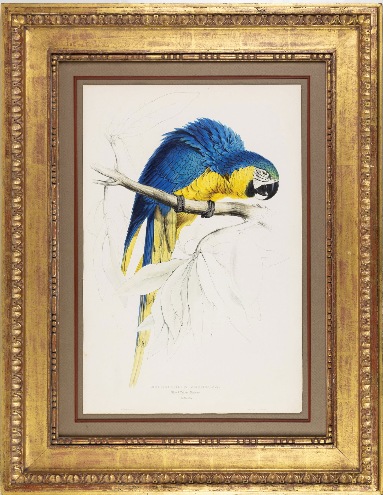 Edward Lear Lithograph, Macrocercus Ararauna (Blue & Yellow Macaw). (1 of 1)