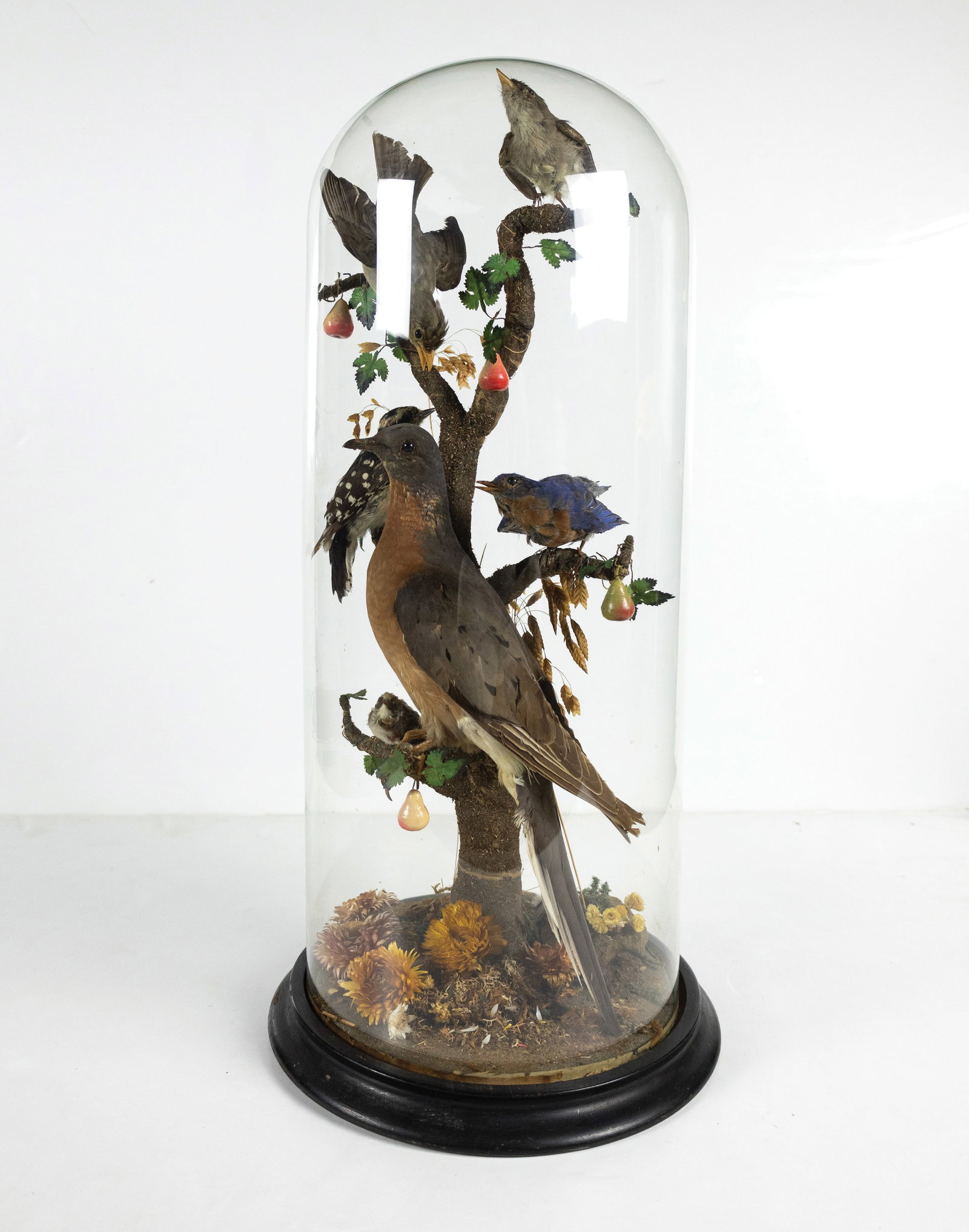 Ornithological Victorian Taxidermy, Passenger Pigeon, a bluebird, and various smaller songbirds (1 of 6)