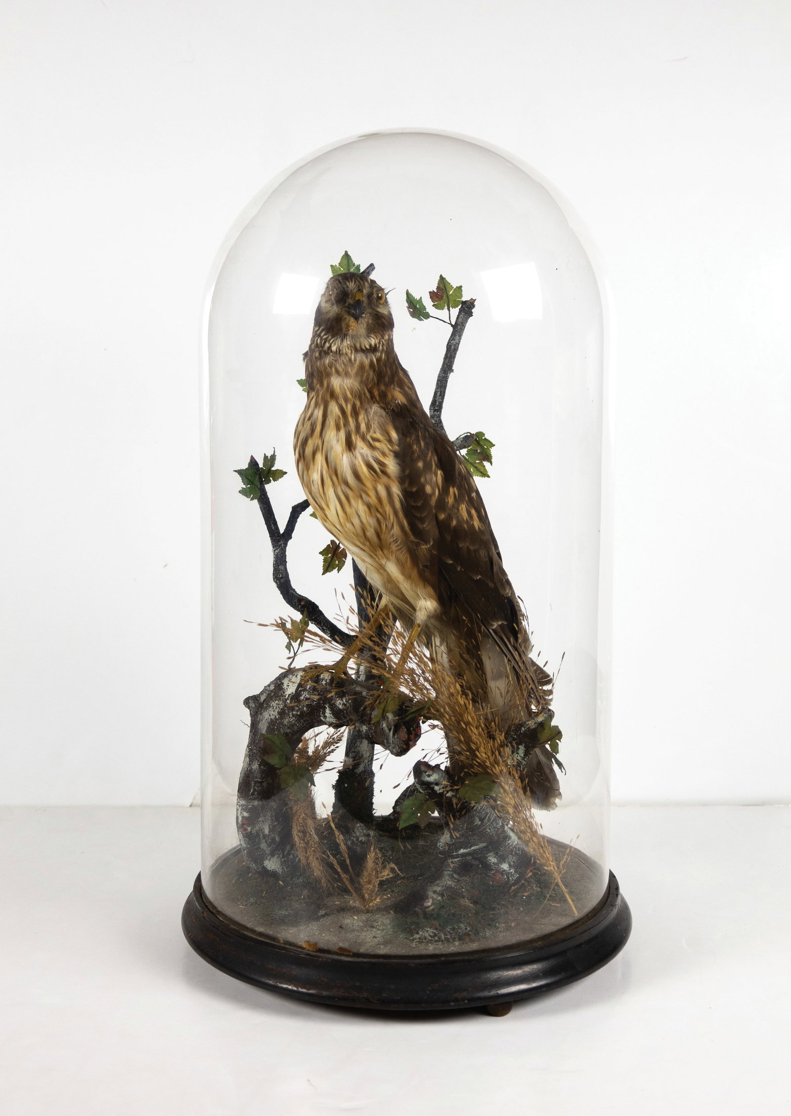 Ornithological Victorian Taxidermy, Hawk [Hen Harrier] (1 of 4)