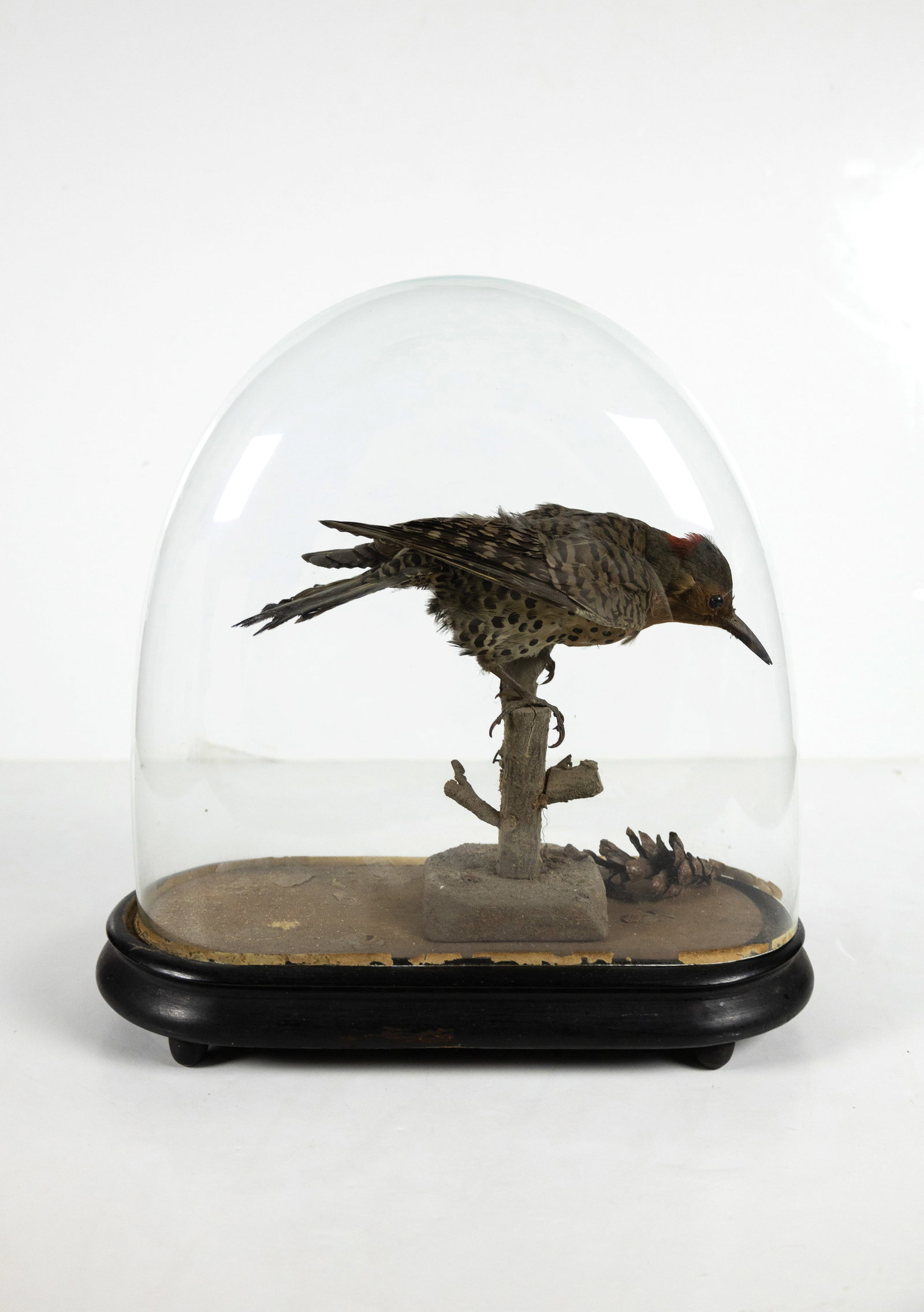 Ornithological Victorian Taxidermy, Northern [Red] Flicker w. pinecone (1 of 6)