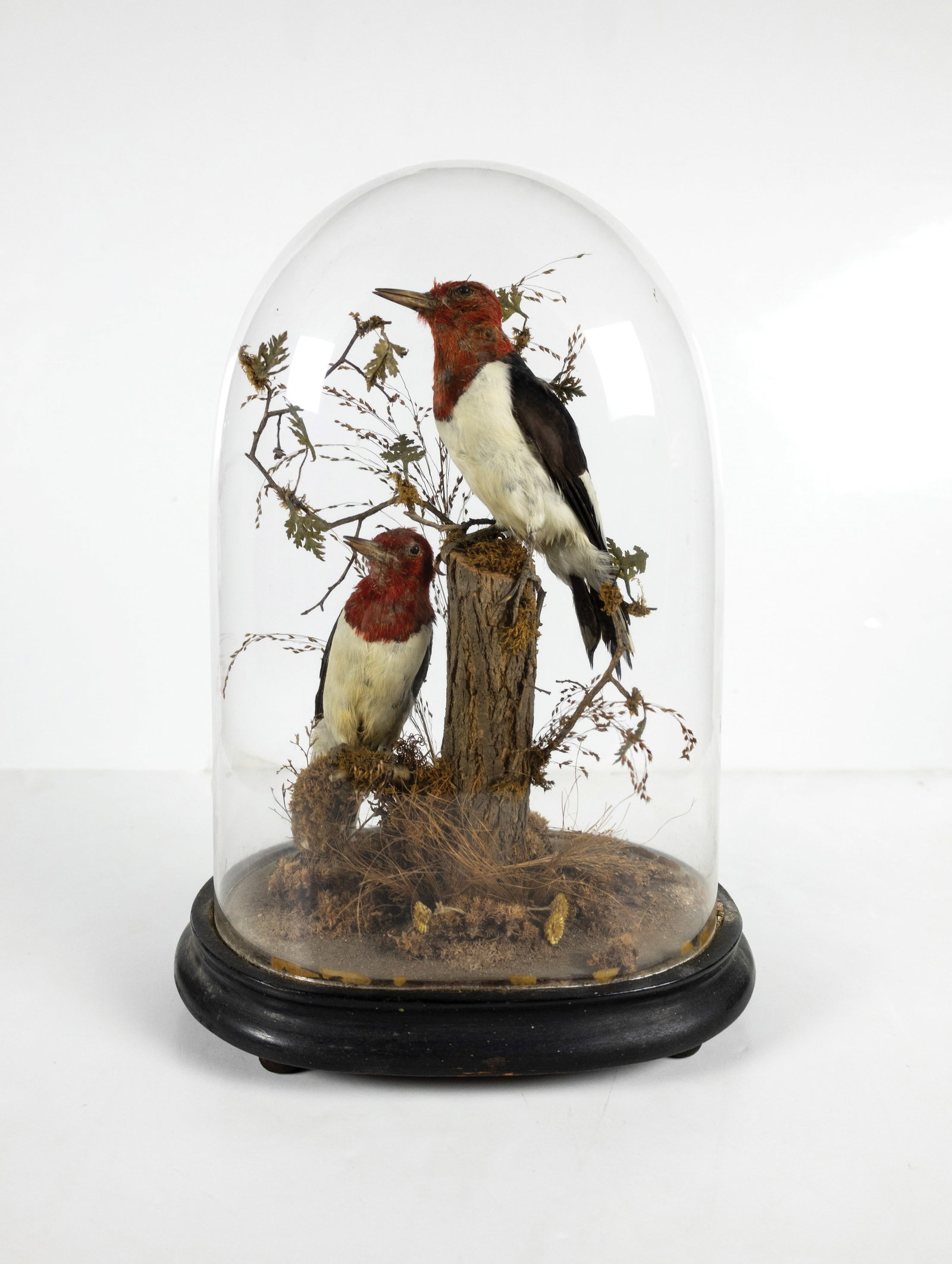 Ornithological Victorian Taxidermy, Pair of Red-headed Woodpeckers (1 of 6)