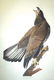 John James Audubon, Plate 126: