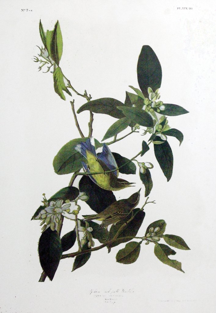 John James Audubon, Plate 145:: Yellow Red-poll Warbler. Chromolithograph from the Julius Bien edition of "The Birds of America." New York: 1858-1860. Sight size: 15 1/4 x 21 1/2 inches. Framed: 32 x 24 inches.