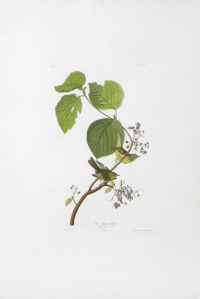 John James Audubon, Plate 148:: Pine Swamp Warbler. Aquatint from “The Birds of America,” First edition engraving with original hand-color. Published by Robert Havell: London, 1827-1838. 35 3/4 x 25 inches. Framed: 45 3/4 x 35 1