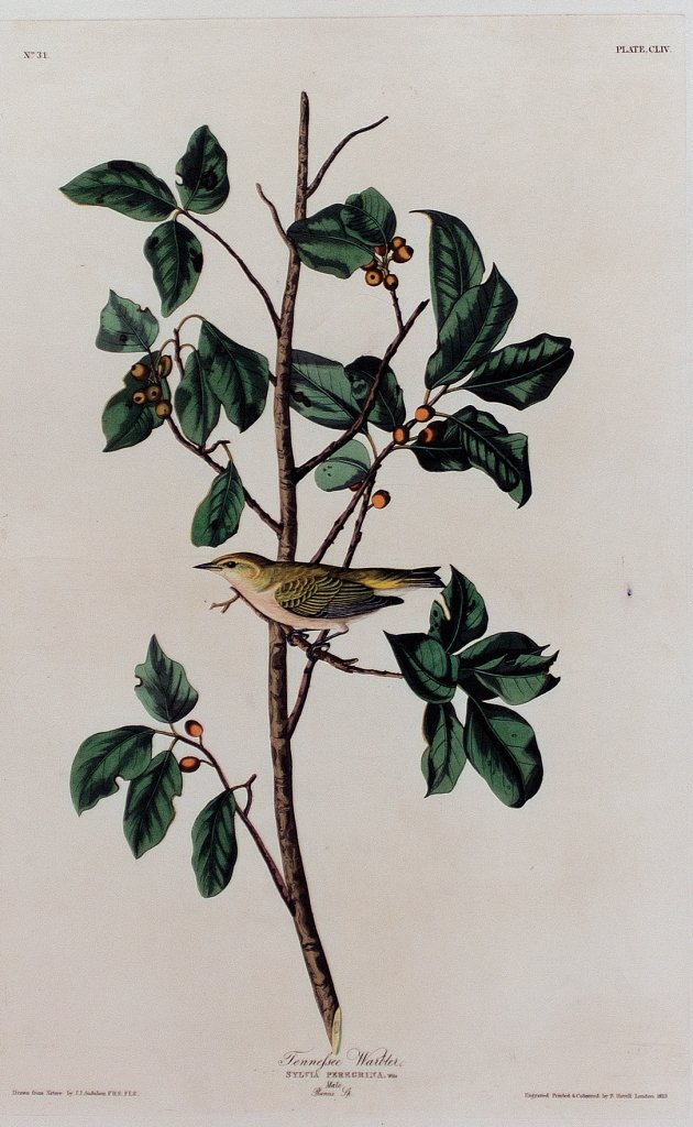 John James Audubon, Plate 154:: Tennessee Warbler. Aquatint from “The Birds of America,” First edition engraving with original hand-color. Published by Robert Havell: London, 1827-1838. 38 1/4 x 25 1/2 inches. Framed: 50 x 37 1/