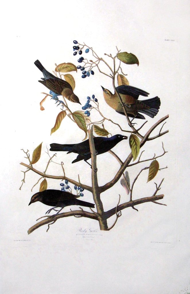 John James Audubon, Plate 157 :: Rusty Grackle. Aquatint from “The Birds of America,” First edition engraving with original hand-color. Published by Robert Havell: London, 1827-1838. 38 1/4 x 25 3/8 inches.