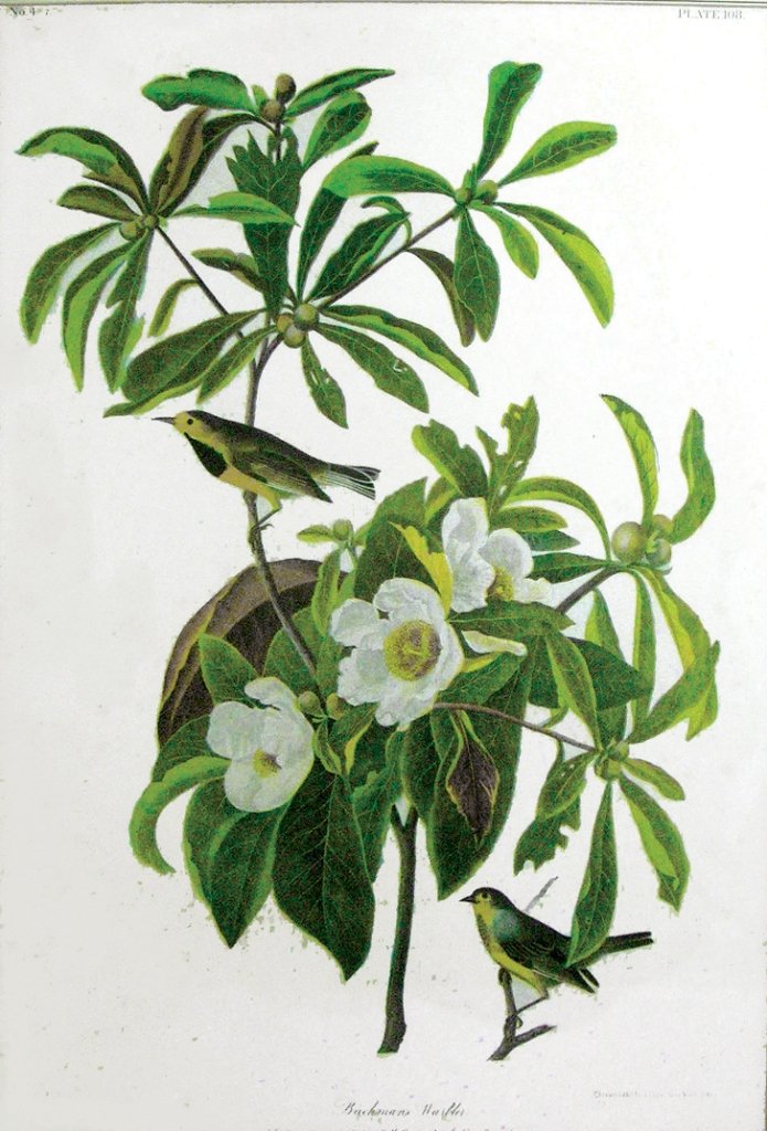 John James Audubon, Plate 185:: Bachman Warbler. Chromolithograph from the Julius Bien edition of "The Birds of America." New York: 1858-1860. Sight size: 22 1/2 x 15 1/2 inches. Framed: 32 x 24 inches.