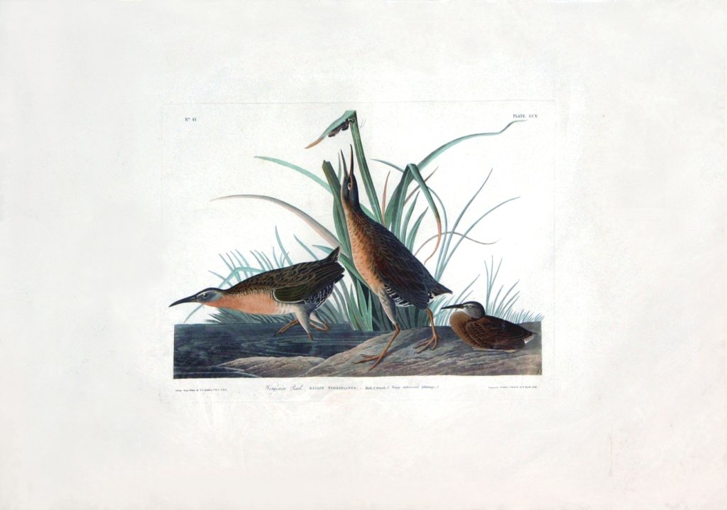 John James Audubon, Plate 205:: Virginia Rail. Aquatint from “The Birds of America,” First edition engraving with original hand-color. Published by Robert Havell: London, 1827-1838. 25 x 38 inches.