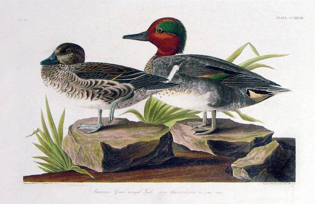 John James Audubon, Plate 228:: Green winged teal. Aquatint from “The Birds of America,” First edition engraving with original hand-color. Published by Robert Havell: London, 1827-1838. 26 1/4 x 39 1/5 inches. Framed: 37 3/4 x 5