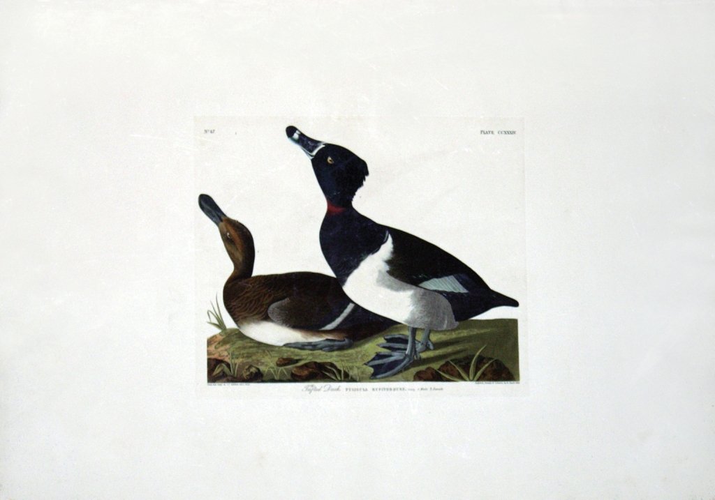 John James Audubon, Plate 234:: Tufted Duck. Aquatint from “The Birds of America,” First edition engraving with original hand-color. Published by Robert Havell: London, 1827-1838. 26 1/4 x 39 1/4 inches. Framed: 37 1/2 x 50 inch