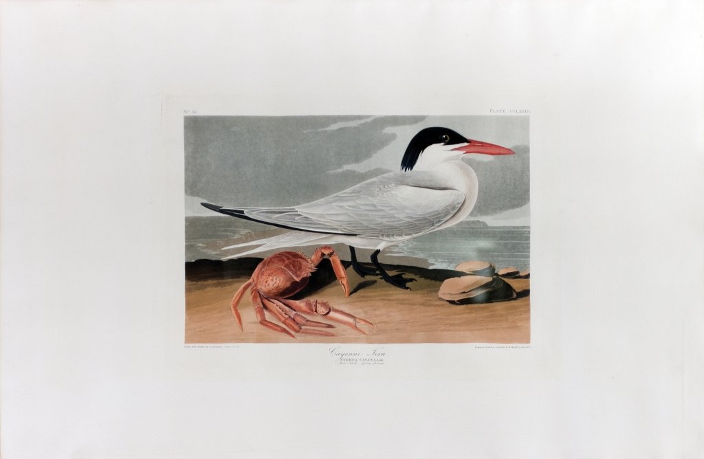 John James Audubon, Plate 273:: Cayenne Tern. Aquatint from “The Birds of America,” First edition engraving with original hand-color. Published by Robert Havell: London, 1827-1838. 25 x 37 1/2 inches.