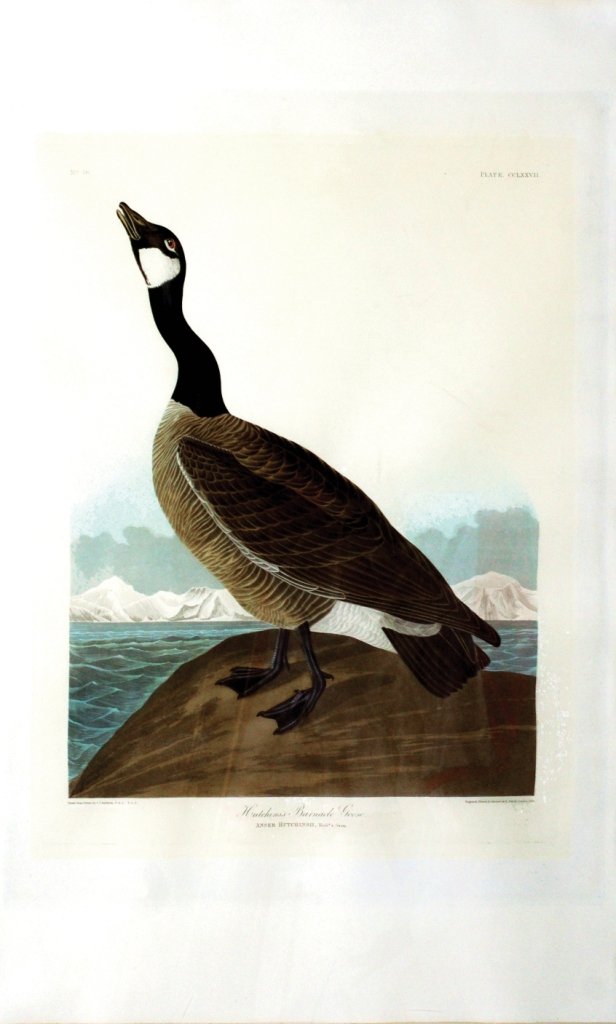 John James Audubon, Plate 277:: Hutchins's Barnacle Goose / Canada Goose. Aquatint from “The Birds of America,” First edition engraving with original hand-color. Published by Robert Havell: London, 1827-1838. 38 1/2 x 26 3/8 inc