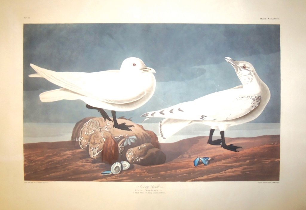John James Audubon, Plate 287:: Ivory Gull. Aquatint from “The Birds of America,” First edition engraving with original hand-color. Published by Robert Havell: London, 1827-1838. Approximately 26 x 38 inches.