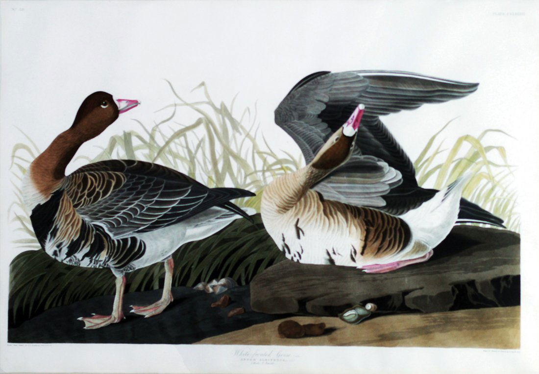 John James Audubon, Plate 286:: White-fronted Goose. Aquatint from “The Birds of America,” First edition engraving with original hand-color. Published by Robert Havell: London, 1827-1838. 25 1/2 x 38 inches.