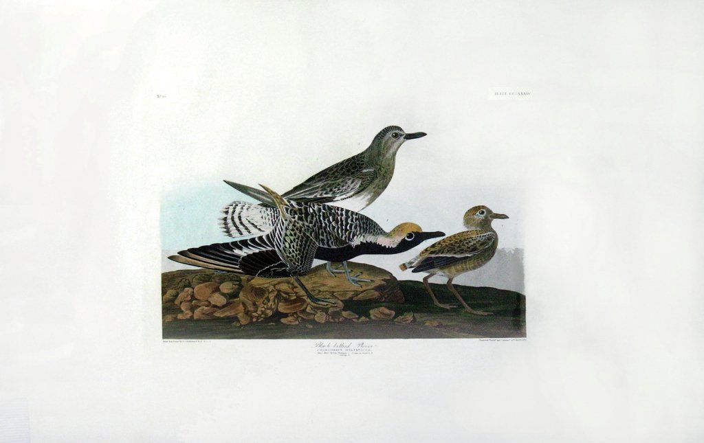 John James Audubon, Plate 334:: Black Bellied Plover. Aquatint from “The Birds of America,” First edition engraving with original hand-color. Published by Robert Havell: London, 1827-1838. 25 1/2 x 38 1/4 inches.
