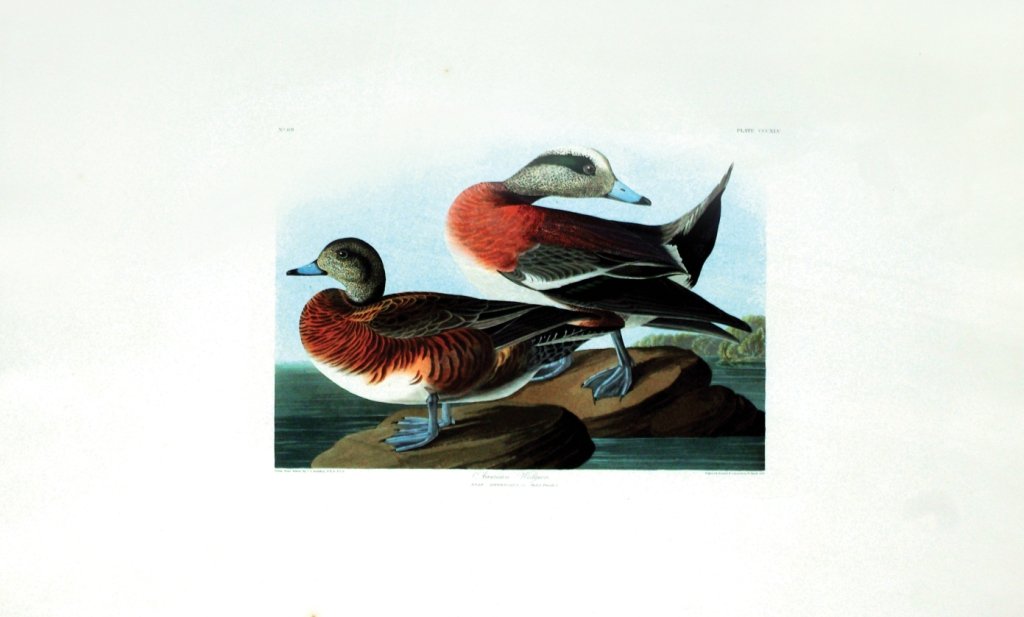 John James Audubon, Plate 345:: American Widgeon. Aquatint from “The Birds of America,” First edition engraving with original hand-color. Published by Robert Havell: London, 1827-1838. 26 1/2 x 38 3/8 inches. Framed: 37 1/2 x 50