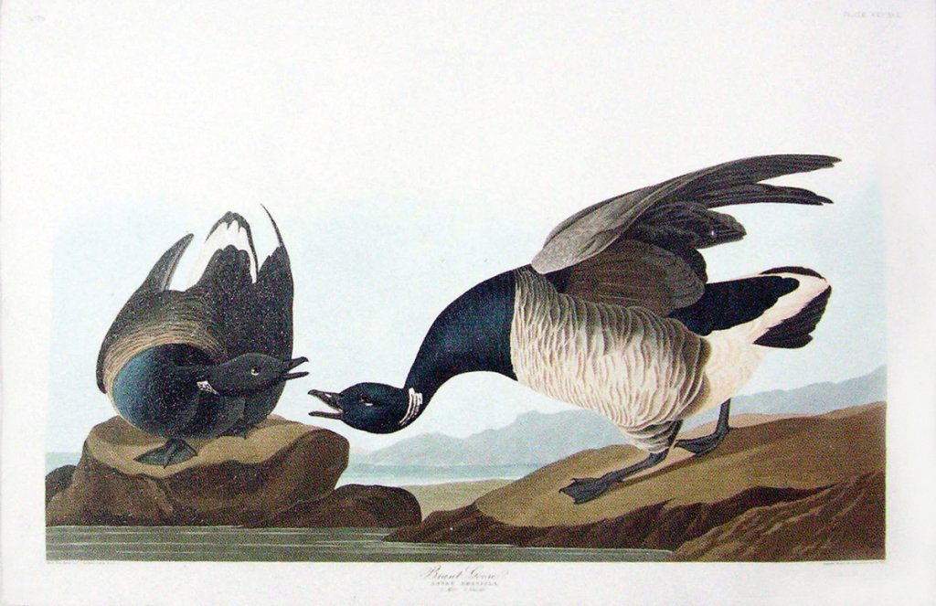 John James Audubon, Plate 391:: Brant Goose. Aquatint from “The Birds of America,” First edition engraving with original hand-color. Published by Robert Havell: London, 1827-1838. 24 5/8 x 37 1/2 inches.
