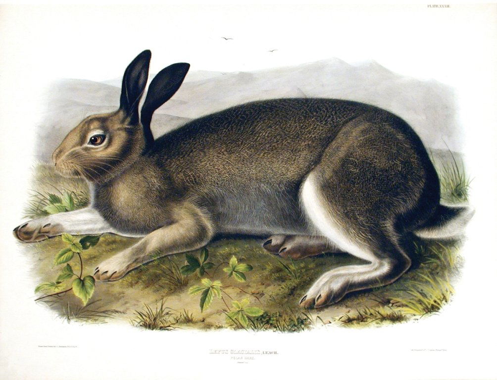 John James Audubon, Plate 32:: Polar Hare. From Audubon’s Viviparous Quadrupeds of North America. Hand colored lithograph. Imperial Folio; Published in Philadelphia between 1839 and 1844 by J.T. Bowen. Originally issued in 30 par