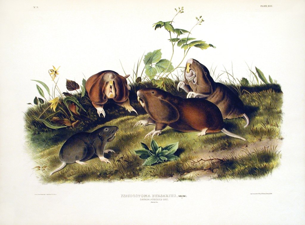 John James Audubon, Plate 44:: Canada Pouched Rat. From Audubon’s Viviparous Quadrupeds of North America. Hand colored lithograph. Imperial Folio; Published in Philadelphia between 1839 and 1844 by J.T. Bowen. Originally issued i