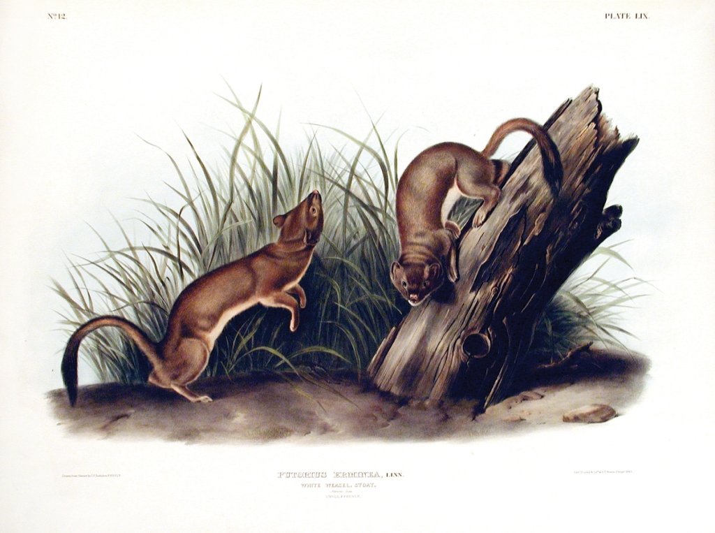 John James Audubon, Plate 59:: White Weasel. From Audubon’s Viviparous Quadrupeds of North America. Hand colored lithograph. Imperial Folio; Published in Philadelphia between 1839 and 1844 by J.T. Bowen. Originally issued in 30 p