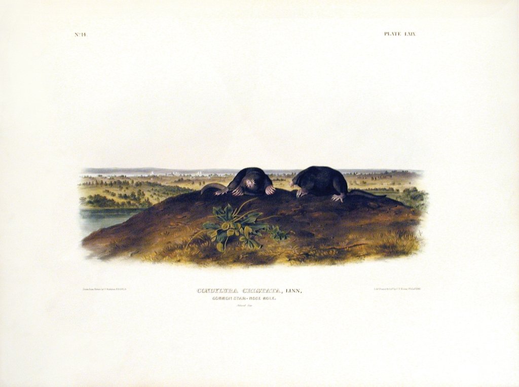 John James Audubon, Plate 69:: Common Star-nosed Mole. From Audubon’s Viviparous Quadrupeds of North America. Hand colored lithograph. Imperial Folio; Published in Philadelphia between 1839 and 1844 by J.T. Bowen. Originally issu