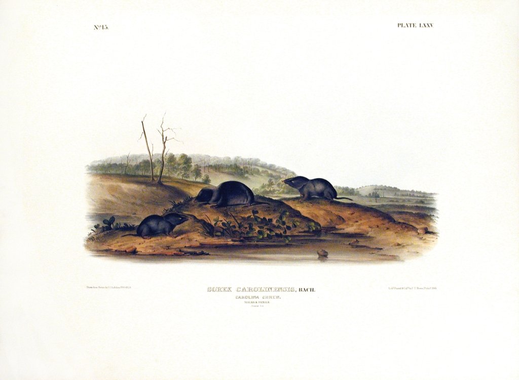 John James Audubon, Plate 75:: Carolina Shrew. From Audubon’s Viviparous Quadrupeds of North America. Hand colored lithograph. Imperial Folio; Published in Philadelphia between 1839 and 1844 by J.T. Bowen. Originally issued in 30