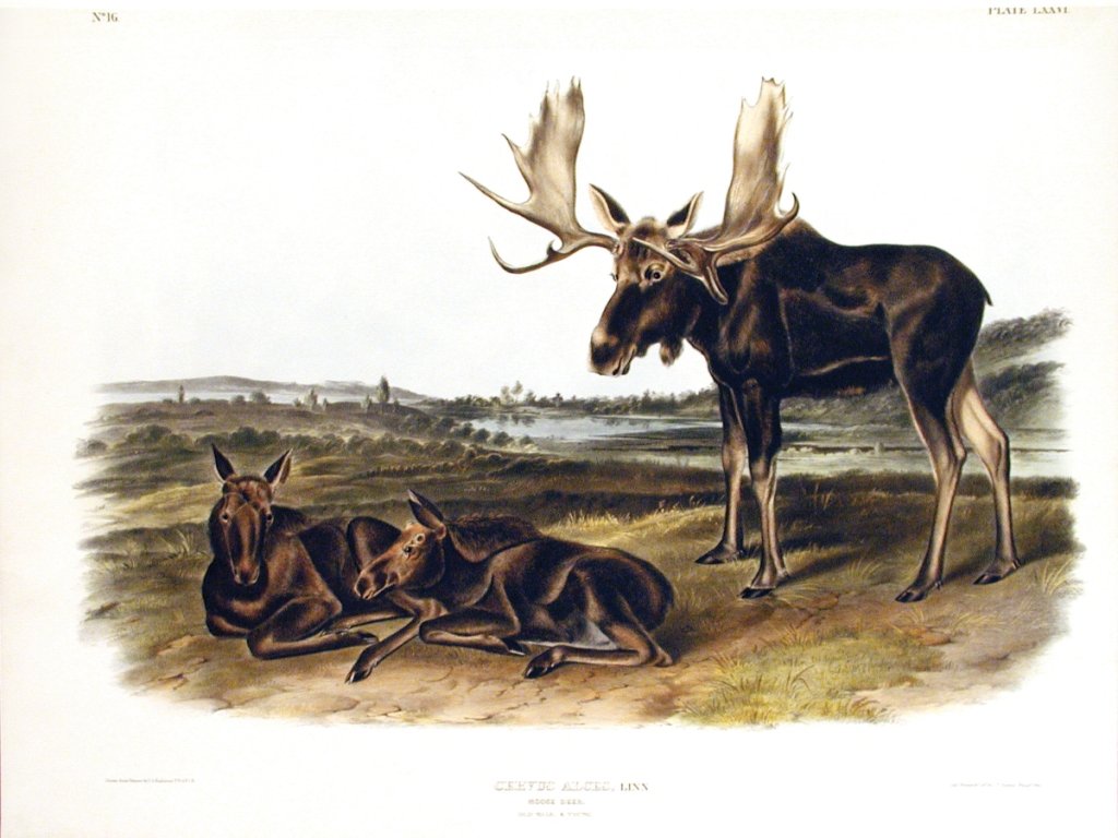John James Audubon, Plate 76:: Moose Deer. From Audubon’s Viviparous Quadrupeds of North America. Hand colored lithograph. Imperial Folio; Published in Philadelphia between 1839 and 1844 by J.T. Bowen. Originally issued in 30 par