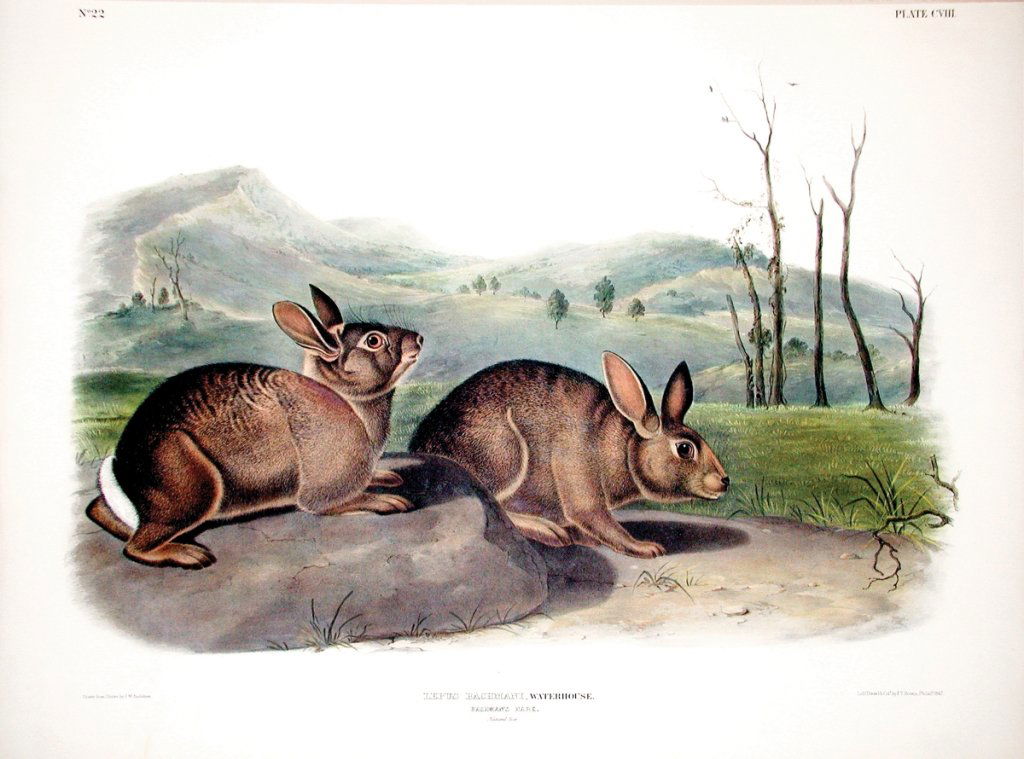 John James Audubon, Plate 108:: Bachman's Hare. From Audubon’s Viviparous Quadrupeds of North America. Hand colored lithograph. Imperial Folio; Published in Philadelphia between 1839 and 1844 by J.T. Bowen. Originally issued in 30