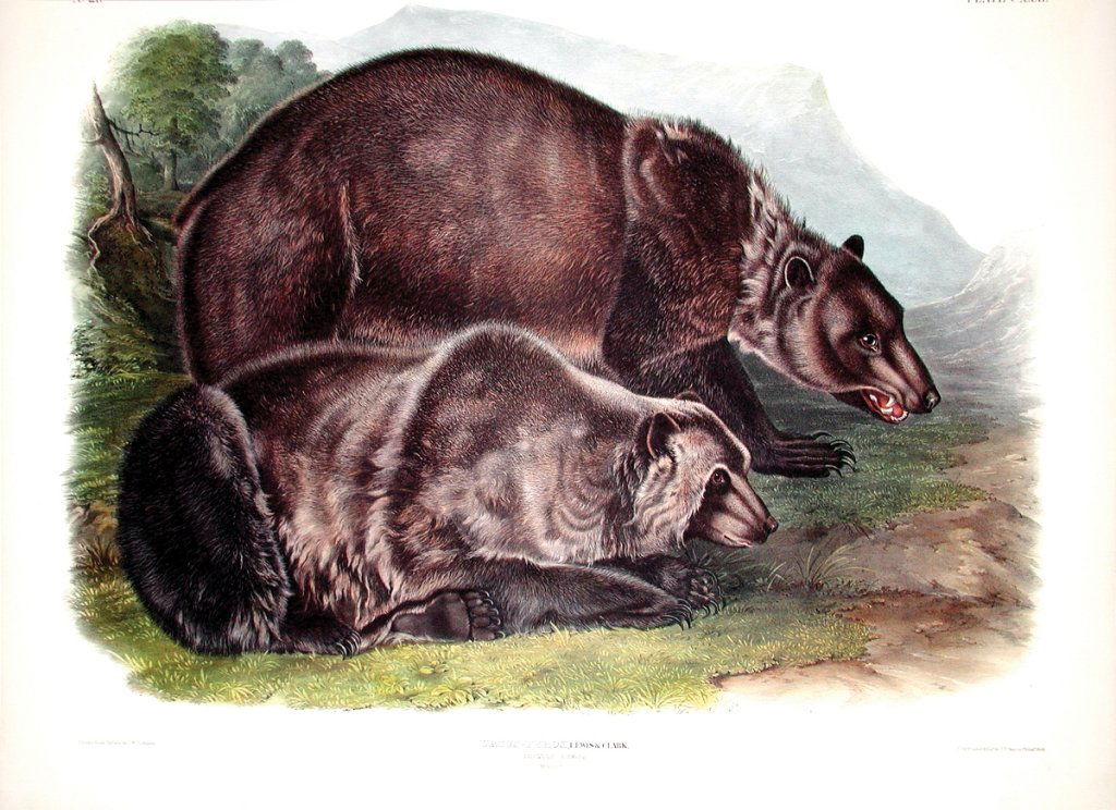 John James Audubon, Plate 131:: Grizzly Bear. From Audubon’s Viviparous Quadrupeds of North America. Hand colored lithograph. Imperial Folio; Published in Philadelphia between 1839 and 1844 by J.T. Bowen. Originally issued in 30 p
