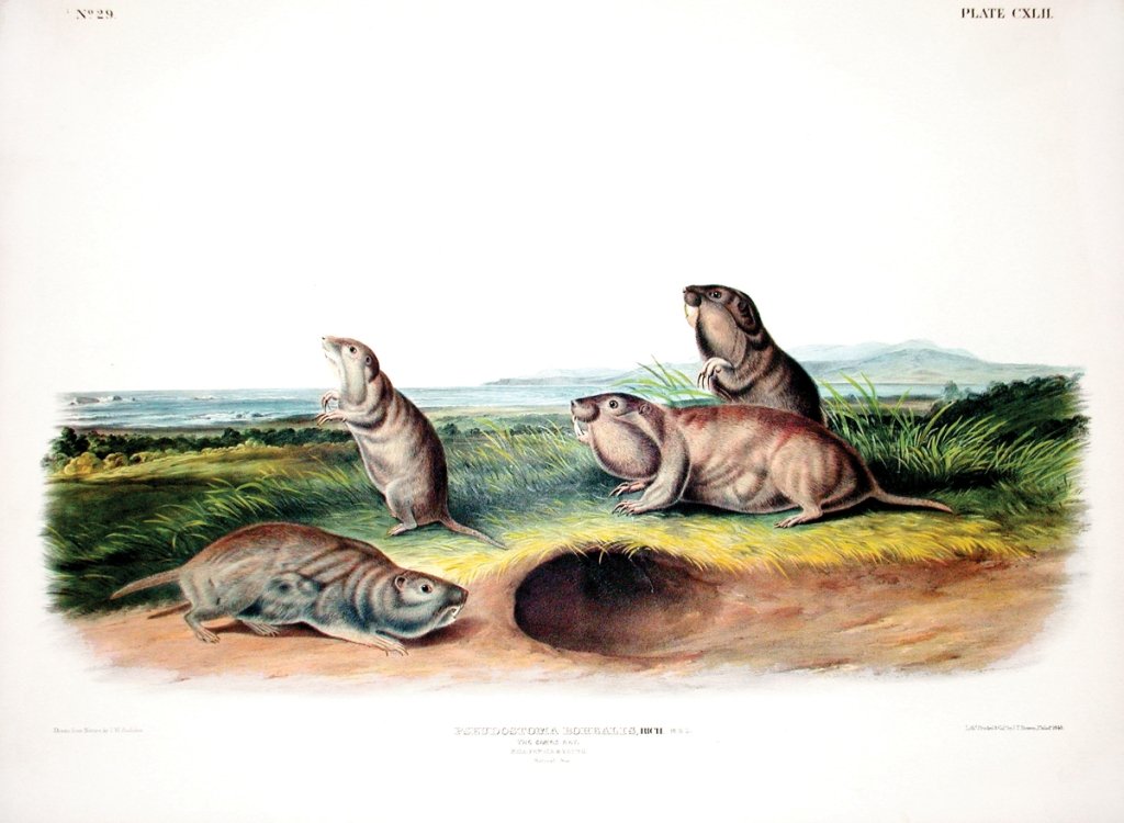 John James Audubon, Plate 142:: Camas Rat. From Audubon’s Viviparous Quadrupeds of North America. Hand colored lithograph. Imperial Folio; Published in Philadelphia between 1839 and 1844 by J.T. Bowen. Originally issued in 30 part