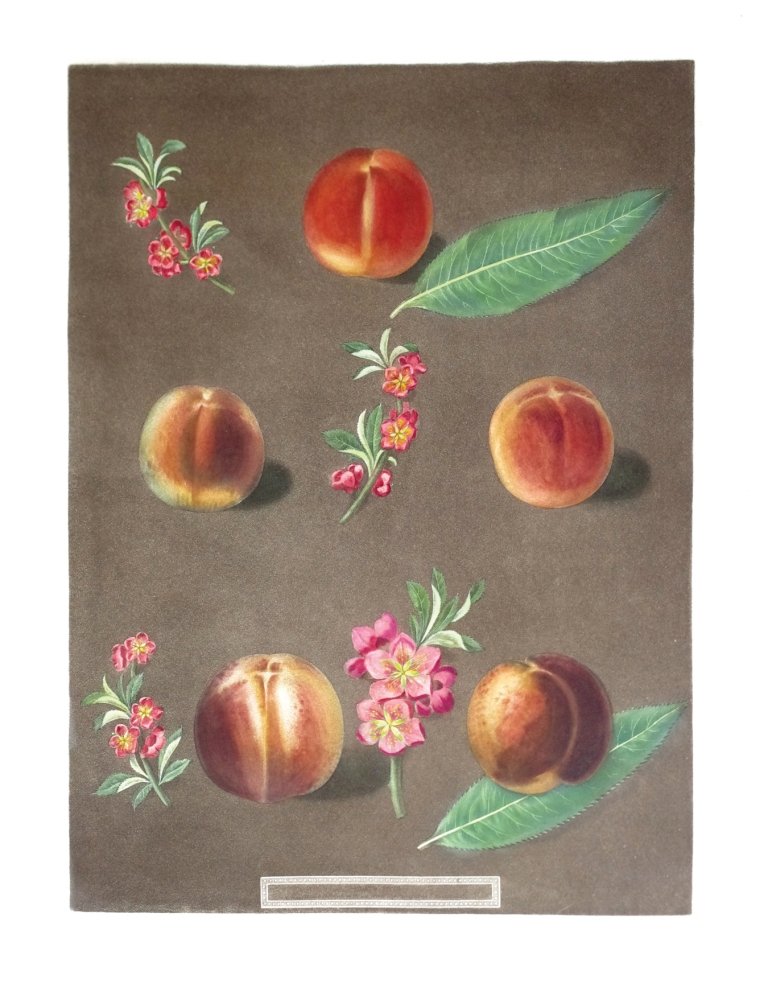 George Brookshaw (1751-1823), Plate XXXVII:: Dutillees Nectarine. Aquatint with stipple engravings, printed in colors and finished by hand on single sheets, from Pomona Brittanica. London: T. Bensley for the author, published by White, Cochrane