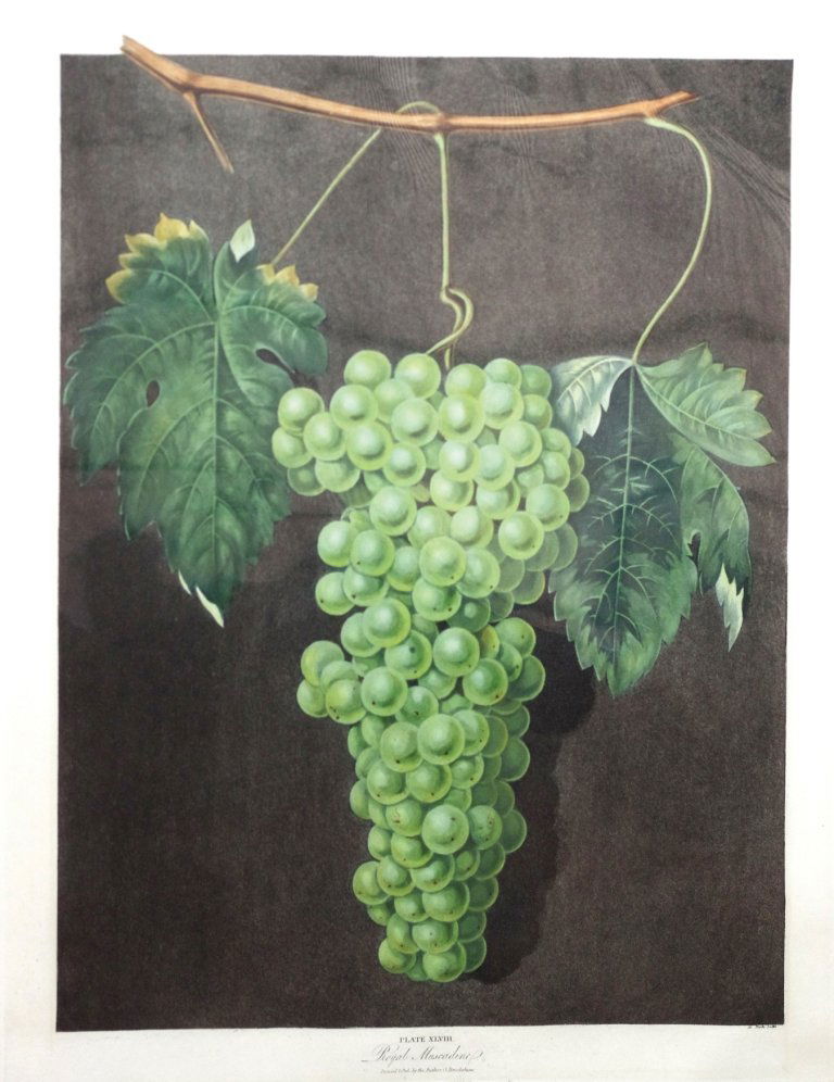 George Brookshaw (1751-1823), Plate XLVIII:: Royal Muscadine Grape. Aquatint with stipple engravings, printed in colors and finished by hand on single sheets, from Pomona Brittanica. London: T. Bensley for the author, published by White, Cochran