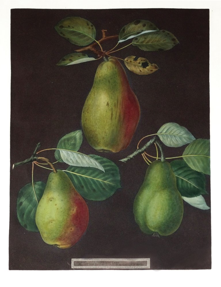 George Brookshaw (1751-1823), Plate LXXX:: Chaumontelle Pear. Aquatint with stipple engravings, printed in colors and finished by hand on single sheets, from Pomona Brittanica. London: T. Bensley for the author, published by White, Cochrane an
