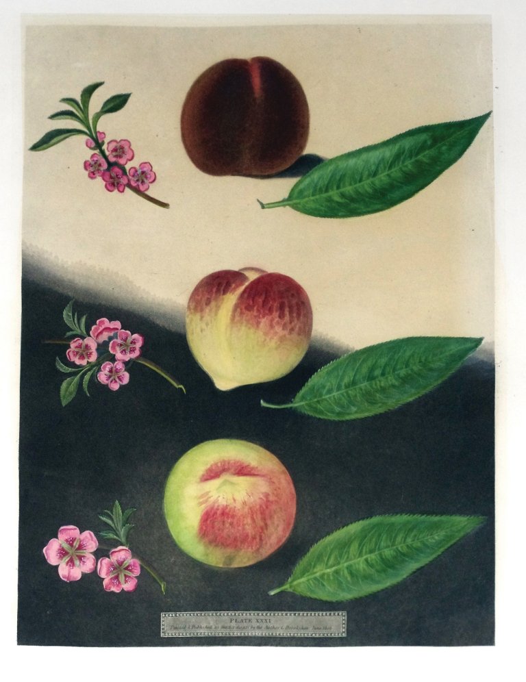 George Brookshaw (1751-1823), Plate XXXI:: Gallande Noblesse Peach. Aquatint with stipple engravings, printed in colors and finished by hand on single sheets, from Pomona Brittanica. London: T. Bensley for the author, published by White, Cochr