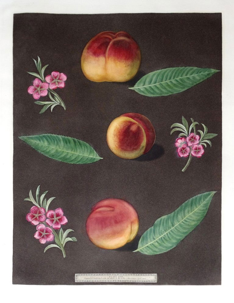 George Brookshaw (1751-1823), Plate XXVI:: Grimwood's Royal George Peach. Aquatint with stipple engravings, printed in colors and finished by hand on single sheets, from Pomona Brittanica. London: T. Bensley for the author, published by White,