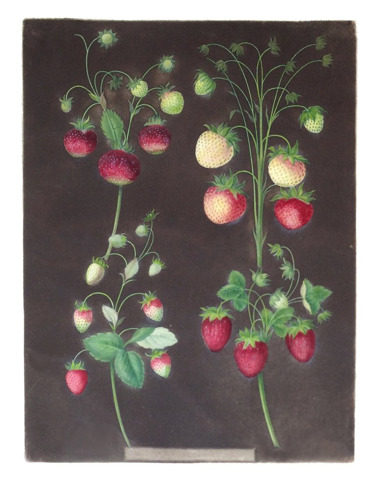 George Brookshaw (1751-1823), Plate II:: Hautboy Strawberry. Aquatint with stipple engravings, printed in colors and finished by hand on single sheets, from Pomona Brittanica. London: T. Bensley for the author, published by White, Cochrane a