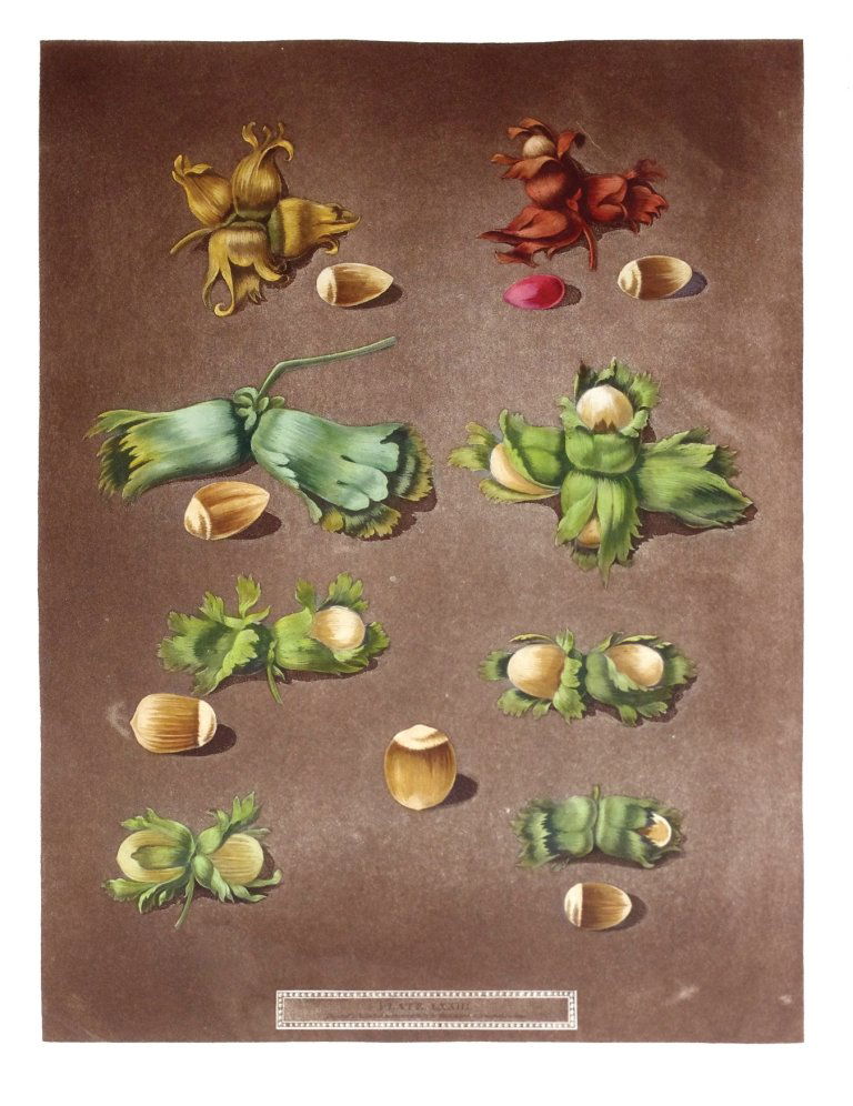 George Brookshaw (1751-1823), Plate LXXIII:: White Filbert/Scarlet Filbert. Aquatint with stipple engravings, printed in colors and finished by hand on single sheets, from Pomona Brittanica. London: T. Bensley for the author, published by White,
