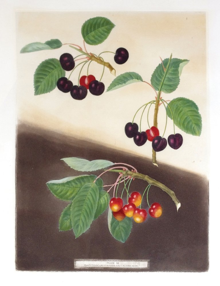 George Brookshaw (1751-1823), Plate XI:: Tradescant Cherry. Aquatint with stipple engravings, printed in colors and finished by hand on single sheets, from Pomona Brittanica. London: T. Bensley for the author, published by White, Cochrane an