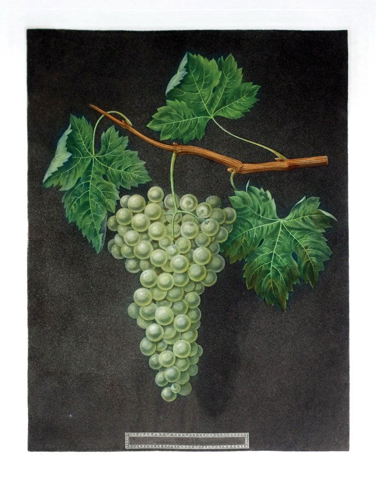 George Brookshaw (1751-1823), Plate LIV:: White Frontiniac Grape. Aquatint with stipple engravings, printed in colors and finished by hand on single sheets, from Pomona Brittanica. London: T. Bensley for the author, published by White, Cochra