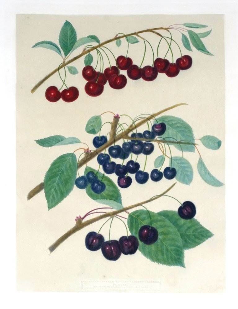 George Brookshaw (1751-1823), Plate XIII:: Morello Caroon Ronolds Black Heart. Aquatint with stipple engravings, printed in colors and finished by hand on single sheets, from Pomona Brittanica. London: T. Bensley for the author, published by W
